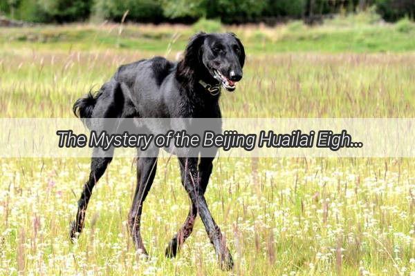 The Mystery of the Beijing Huailai Eight Who Are These Canine Celebrities